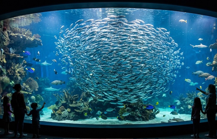 Shedd Aquarium, Chicago